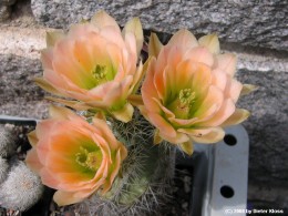 Echinocereus coccineus Form  